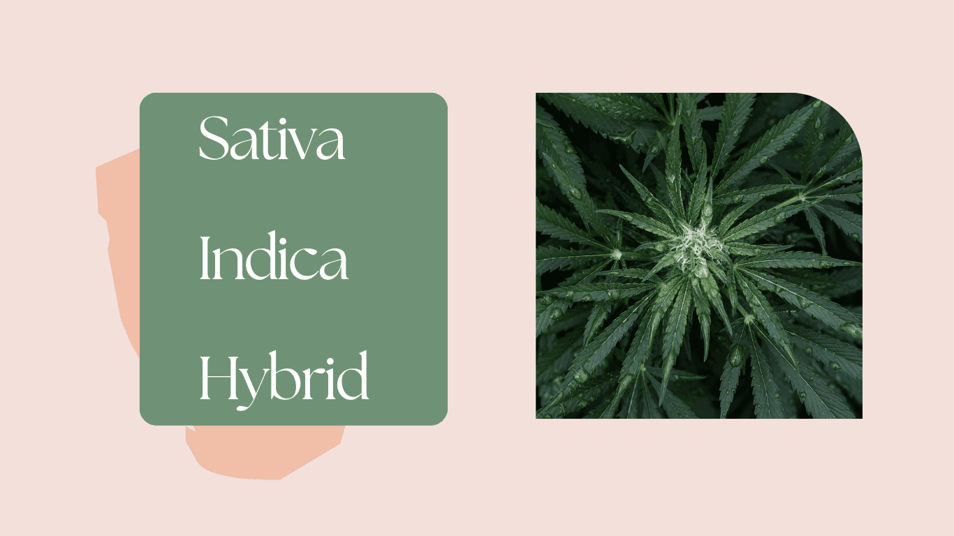 Nahaufnahme einer Cannabis-Pflanze mit Sativa- und Indica-Elementen